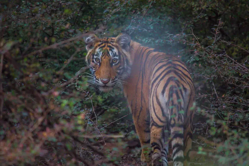 Golden Triangle Tour with Ranthambore Safari